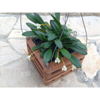 Natur-Pflanzkorb 15x15x10cm mit Aufhängung