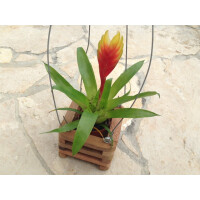 Natur-Pflanzkorb 10x10x7cm mit Aufhängung