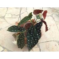 Natur-Pflanzkorb 20x20x12cm mit Aufhängung