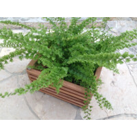 Natur-Pflanzkorb 25x25x14cm mit Aufhängung