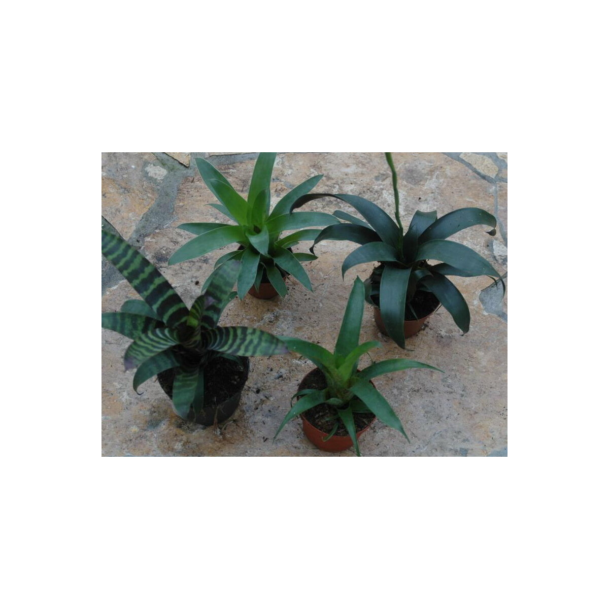 Ben´s Bromeliensortiment klein