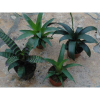 Ben´s Bromeliensortiment klein