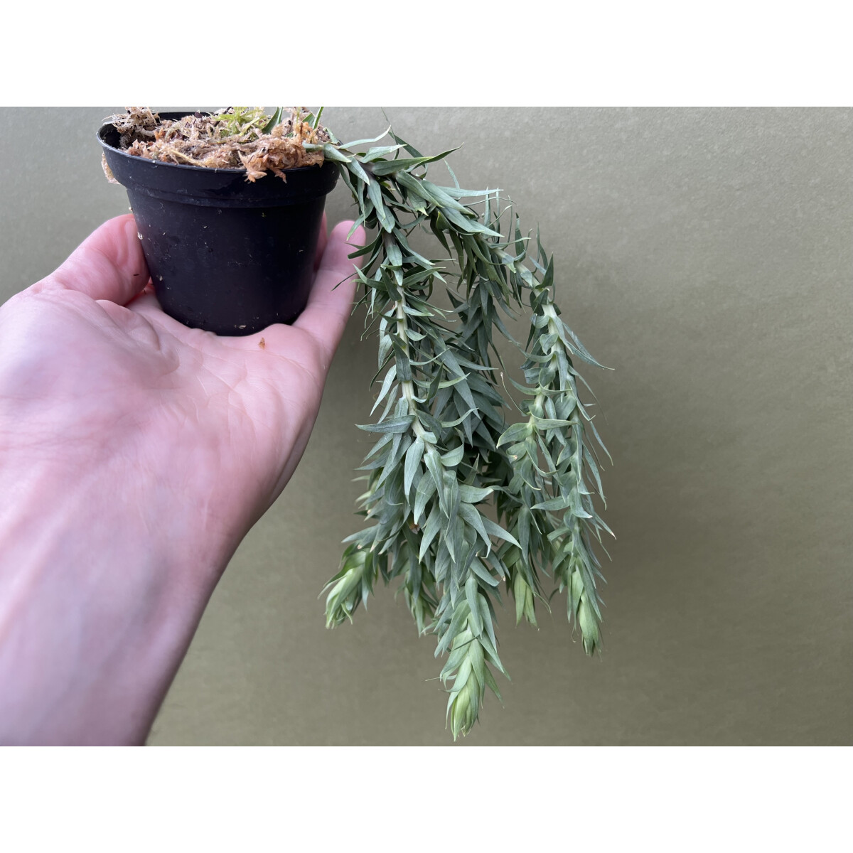 Huperzia (Lycopodium) goebelii