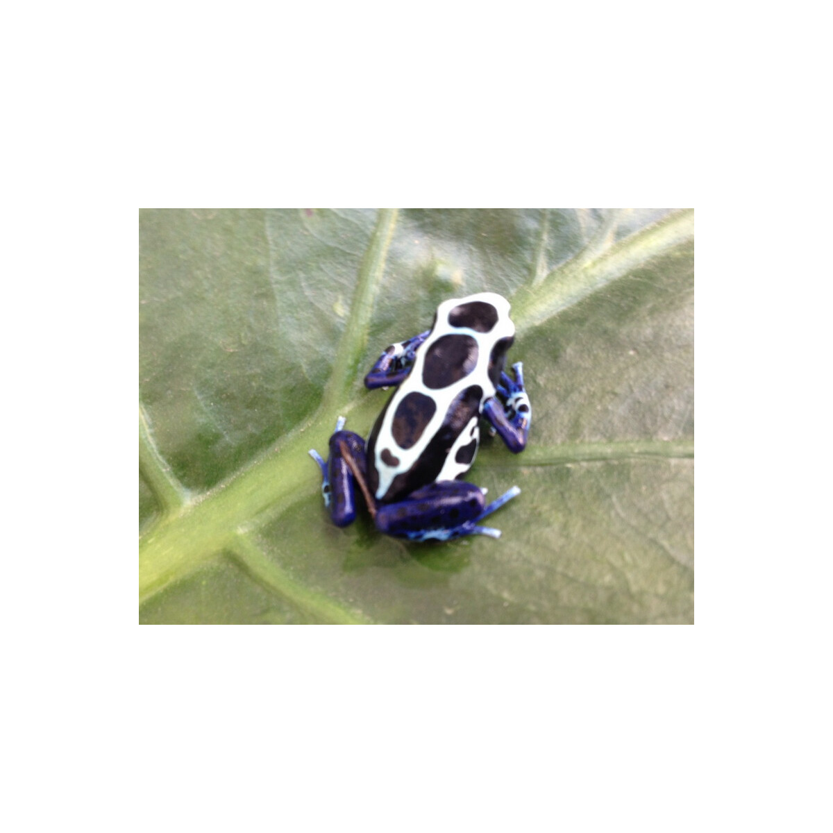 Dendrobates tinctorius Oyapok
