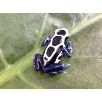 Dendrobates tinctorius Oyapok