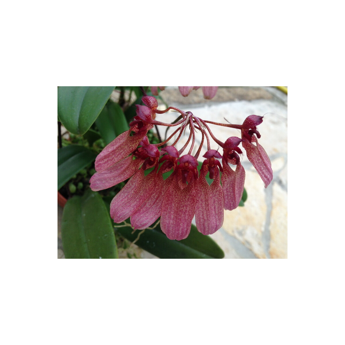 Bulbophyllum eberhardtii box