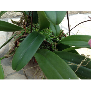 Bulbophyllum eberhardtii