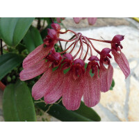 Bulbophyllum eberhardtii