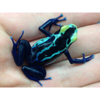 Dendrobates tinctorius Robertus