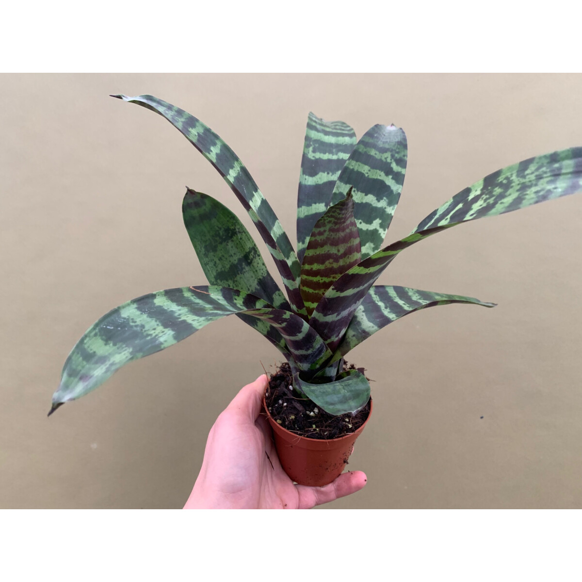 Vriesea splendens gross