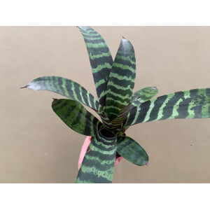 Vriesea splendens gross