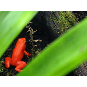 Mantella aurantiaca