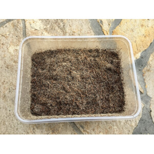 Tropische Springschwänze ( Collembola ) 1000ml Dose