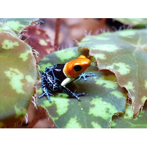 Ranitomeya fantastica True Nominat ##NEU##