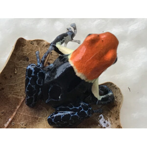 Ranitomeya fantastica True Nominat ##NEU##