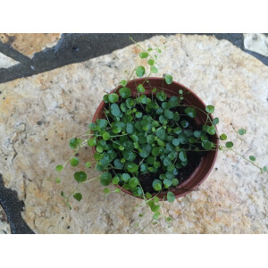 Peperomia emarginella 