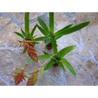 3 Tillandsia dyeriana