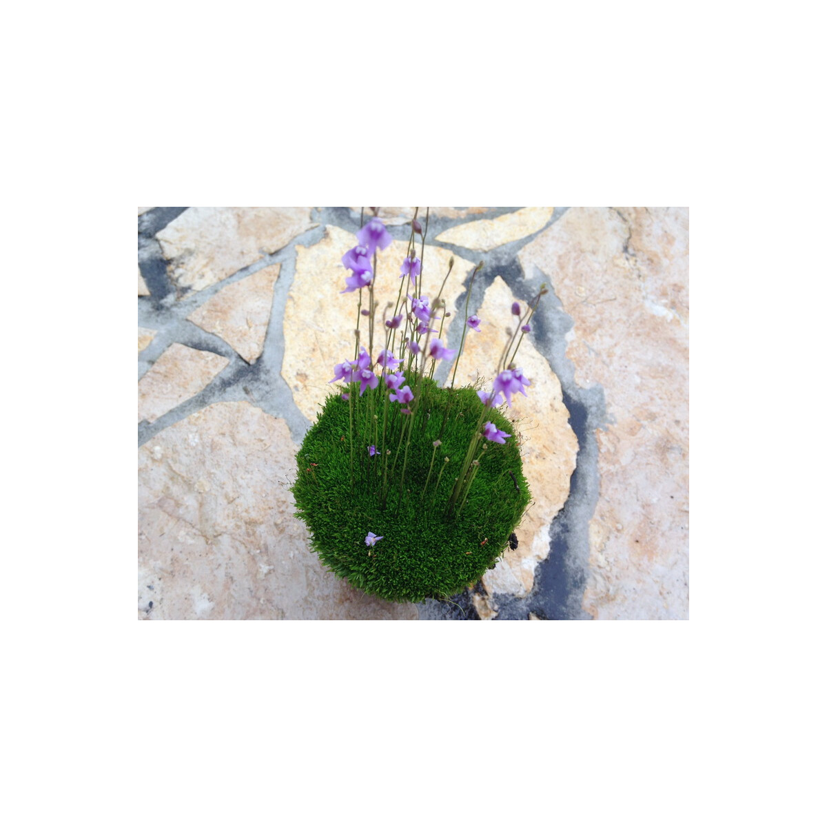 Utricularia minutissima