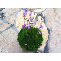 Utricularia minutissima