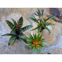Mini - Bromeliensortiment small