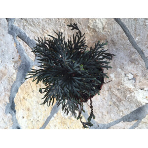 ANGEBOT Selaginella erythropus