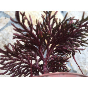 ANGEBOT Selaginella erythropus