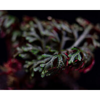 ANGEBOT Selaginella erythropus