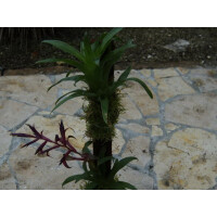 Epiphytenast mit 2 Bromelien
