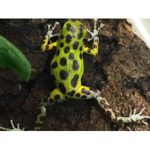 Oophaga pumilio Colon