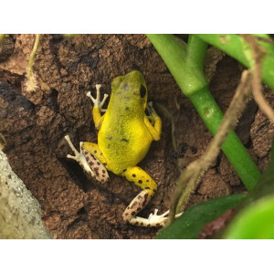 Oophaga pumilio Colon