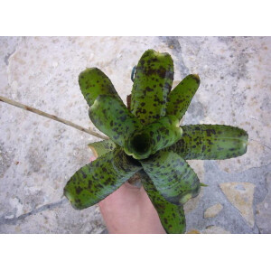 Neoregelia pauciflora