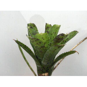 Neoregelia pauciflora