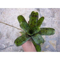 Neoregelia pauciflora