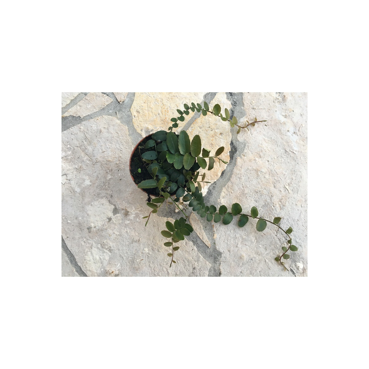 Marcgravia spec. Kolumbien