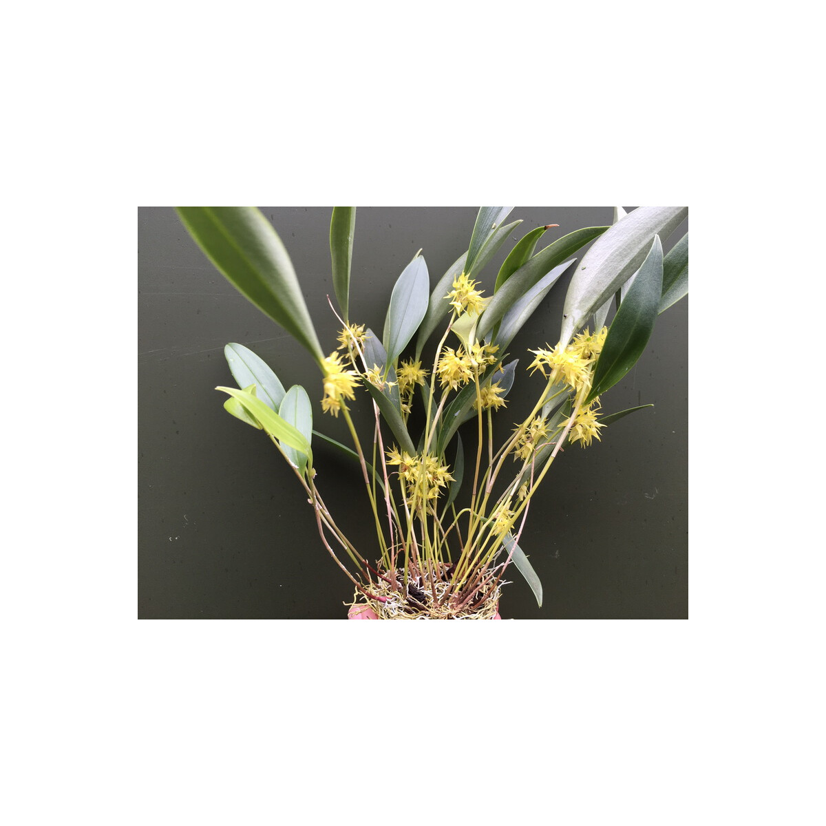 Pleurothallis ruscifolia