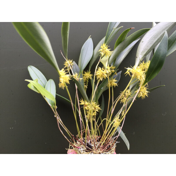 Pleurothallis ruscifolia