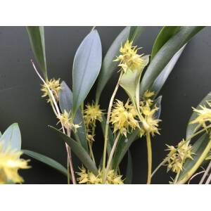 Pleurothallis ruscifolia