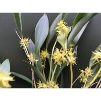 Pleurothallis ruscifolia