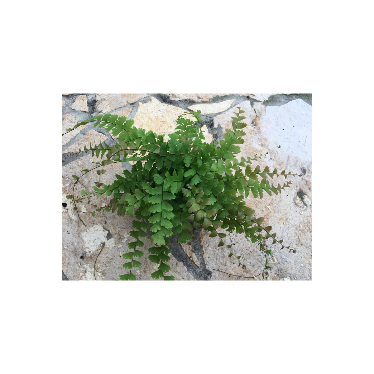 Adiantum spec. Kolumbien