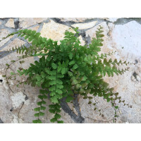 Adiantum spec. Kolumbien