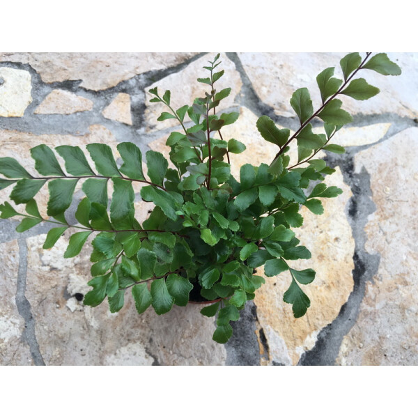 Asplenium spec. Peru