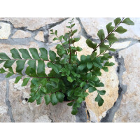 Asplenium spec. Peru