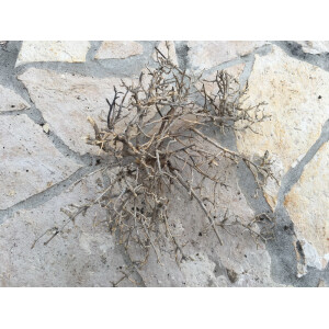 Korallenholz dunkel S (ca. 15-20cm)