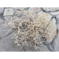 Korallenholz hell S (ca. 15-20cm)