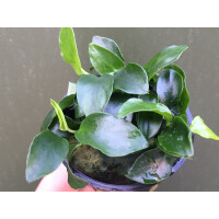 Anubias barteri var. nana Petite (Bonsai)