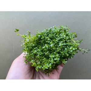 Hemianthus callitrichoides