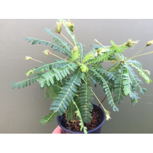 Biophytum sensitivum XXL