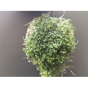 Peperomia emarginella aufgebunden