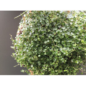 Peperomia emarginella aufgebunden