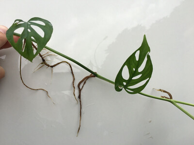 Monstera acuminata Cutting